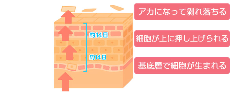 アカになって剝れ落ちる